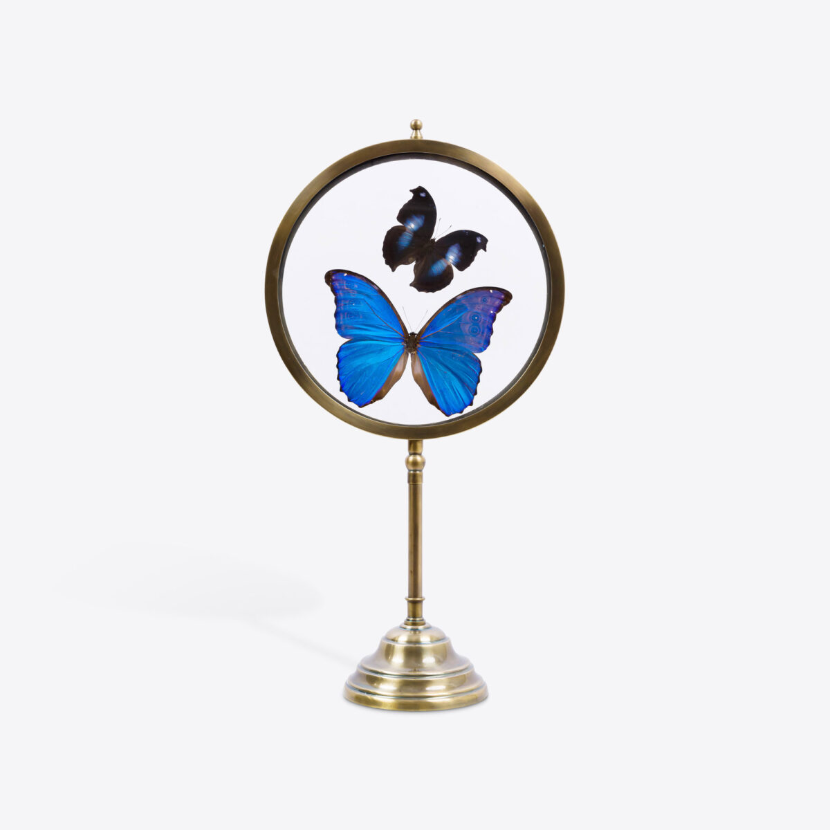 Large Blue and Black Butterfly Looking Glass